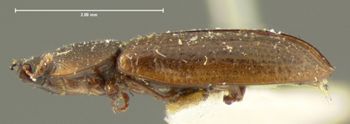 Media type: image;   Entomology 121 Aspect: habitus lateral view